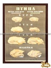 Плакат «Министерство торговли ссср птица» (первая вторая категория)